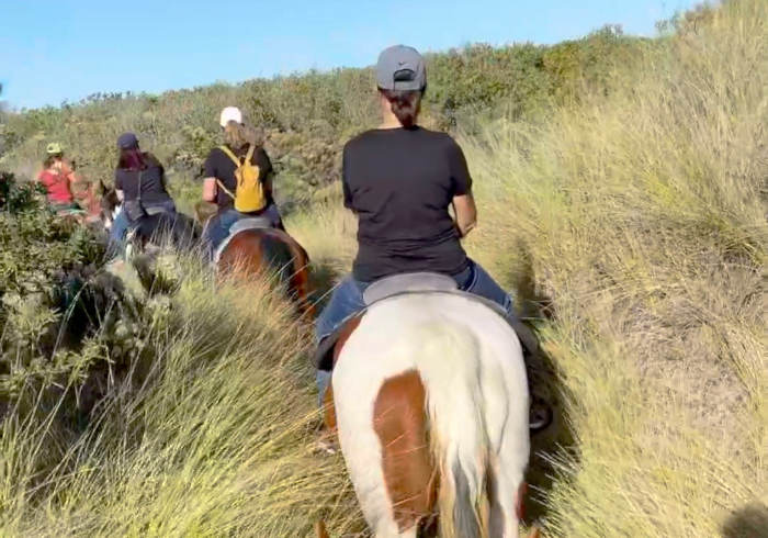 Group of riders on a horseback trail ride moving through tall coastal brush on a sunny day.