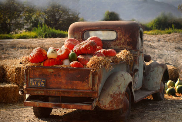 A rusty vintage pickup truck parked on a farm, its bed filled with large orange pumpkins and hay bales.