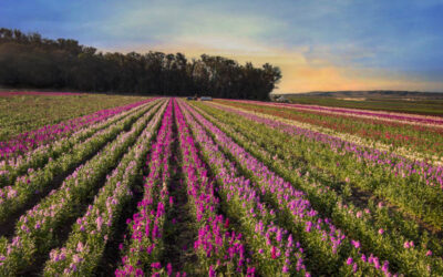 Lompoc Flower Field