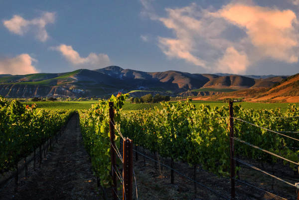 Los Alamos Vineyards